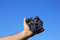 Harvest 2011: some anticipations